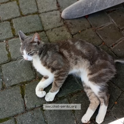 Photo 1/1 Chat trouvé Trouvé à Clermont Ferrand