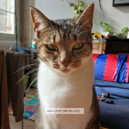 Photo 1/1 Coco Chat perdu à Bordeaux