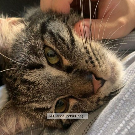 Photo 1/1 il navais pas de prenom Chat perdu à Toulon