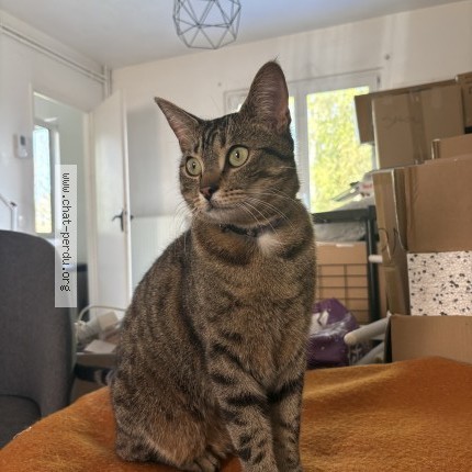 Photo 1/2 jager Chat perdu à Bitche