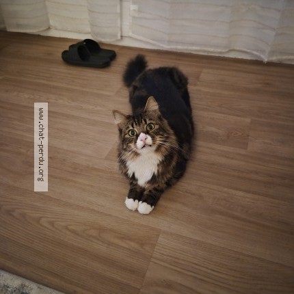 Photo de chat perdu à Le Kremlin Bicetre