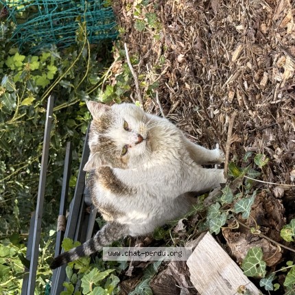 Photo 1/1 Chat trouvé Trouvé à Jalhay