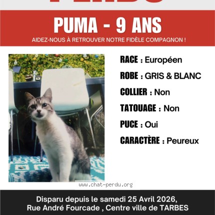 Photo 1/1 Puma Chat perdu à Tarbes