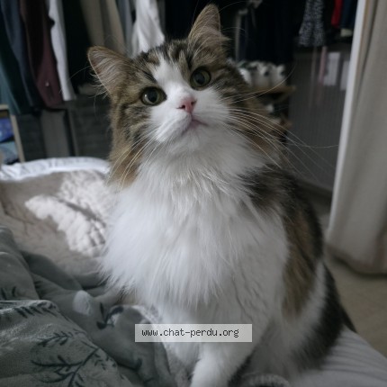 Photo 1/1 Meiko Chat perdu à Saint maur des fosses