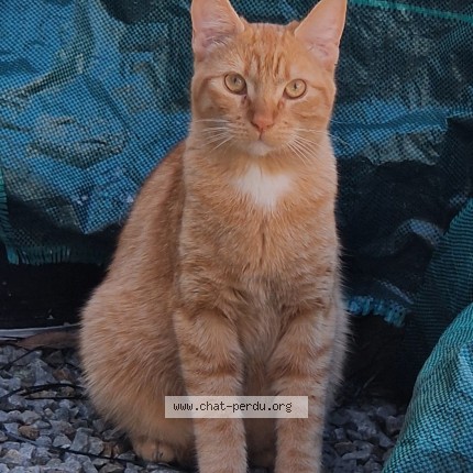 Photo 1/1 Chat retrouvé Perdu à Rochefort
