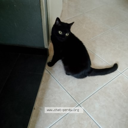 Photo 1/1 massaille Chat perdu à Moulines