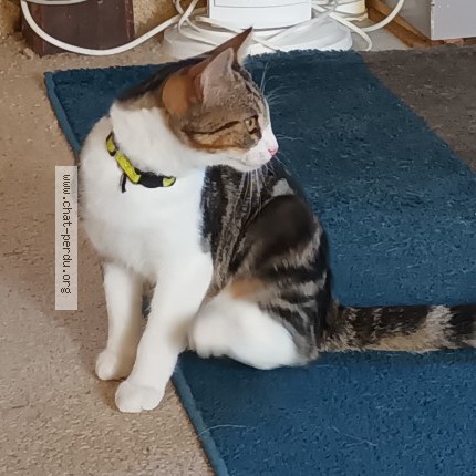 Photo 1/1 Chat retrouvé Perdu à Les Moitiers D Allonne
