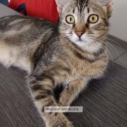 Photo 1/1 Nala Chat perdu à Fos sur mer