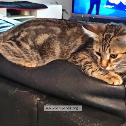 Photo 1/1 Nala Chat perdu à Fos Sur Mer