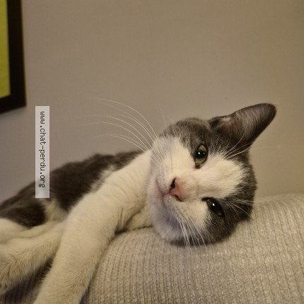 Photo 1/1 Chat trouvé Trouvé à Neuilly plaisance