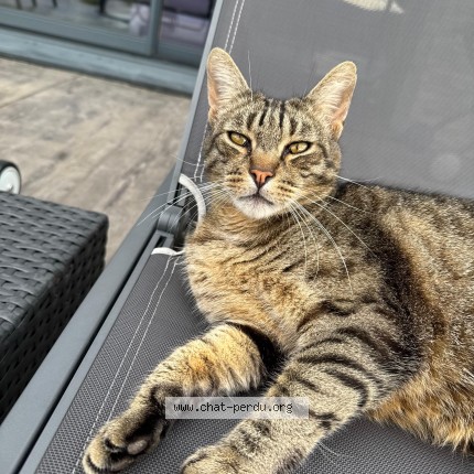 Photo 1/1 Mimi Chat perdu à Nancray