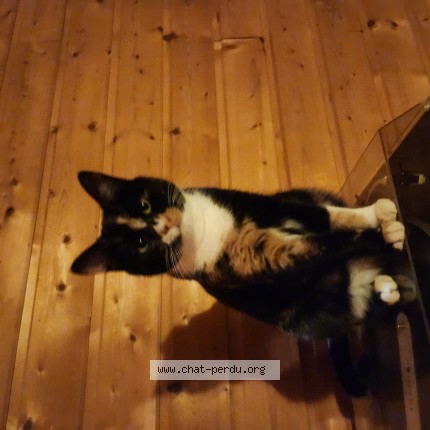 Photo 1/1 zyva Chat perdu à Le havre