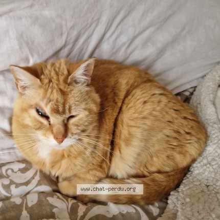 Photo 1/1 Caramel Chat perdu à Souzay champigny