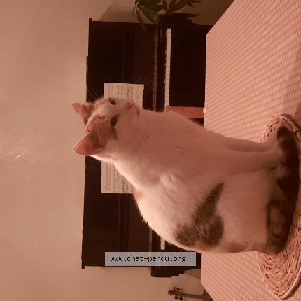 Photo 1/1 Mitsuki Chat perdu à Ploubezre