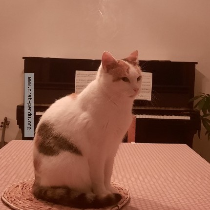 Photo 1/1 Mitsuki Chat perdu à Ploubezre
