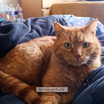 Photo 1/1 MILOOSE Chat perdu à Marcq en baroeul