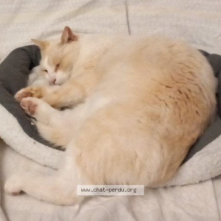 Photo 1/2 Chanel Chat perdu à Toulon 83000