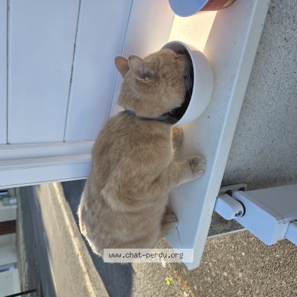 Photo de chat trouvé à Saint Jacques De La Landes