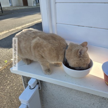 Photo 1/1 Chat trouvé Trouvé à Saint jacques de la landes