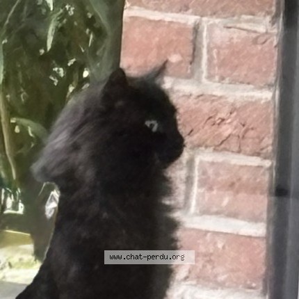 Photo 1/1 Chat trouvé Trouvé à Fleurbaix