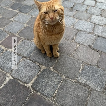 Photo 1/1 Chat trouvé Trouvé à Paris