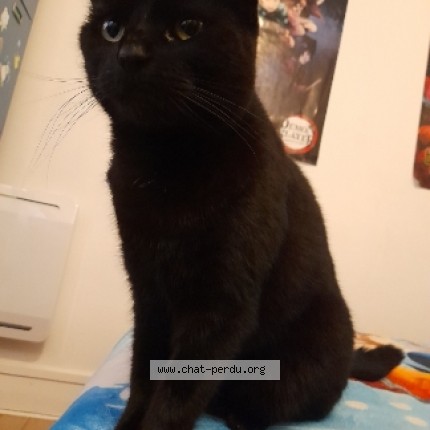 Photo de chat perdu à Le Havre