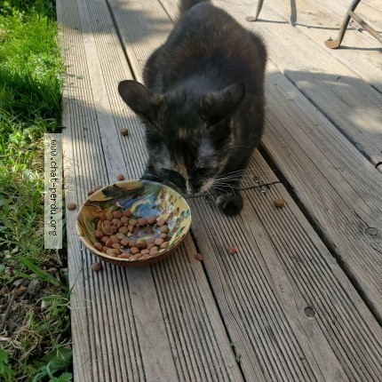 Photo 1/1 Chat trouvé Trouvé à Velaux