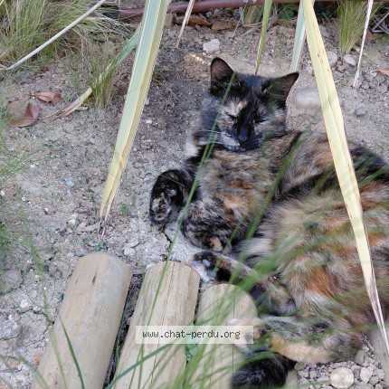 Photo de chat perdu à Sainte Foy Les Lyon
