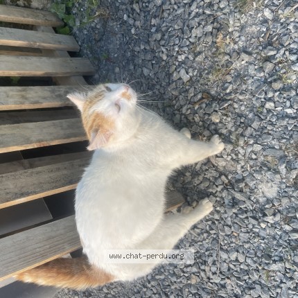 Photo de chat trouvé à Cherveux
