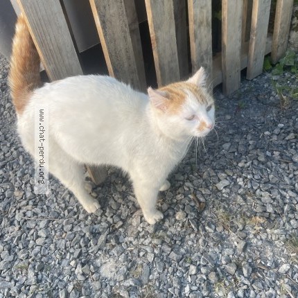 Photo 1/1 Chat trouvé Trouvé à Cherveux