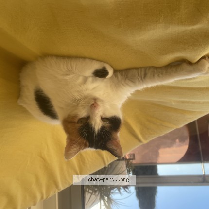 Photo 1/1 Pénélope Chat perdu à Toulon