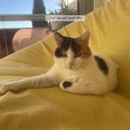 Photo 1/1 Pénélope Chat perdu à Toulon