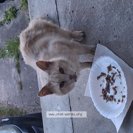 Photo de chat trouvé à Sin Le Noble