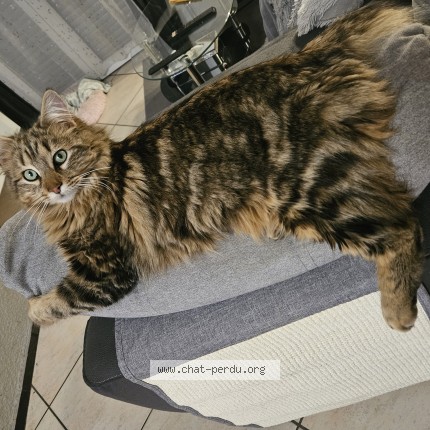 Photo de chat perdu à Noe