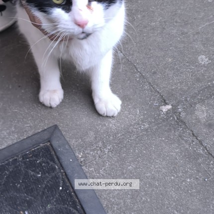 Photo 1/1 Chat trouvé Trouvé à Nivelles