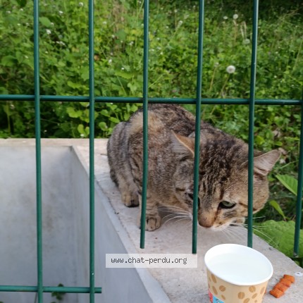 Photo de chat trouvé à Viroflay
