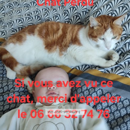 Photo 1/1 Loulou Chat perdu à Saint rambert d albon