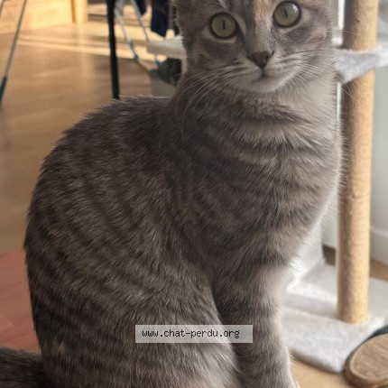 Photo de chat perdu à Cholet