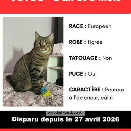 Photo de chat perdu à Merignac