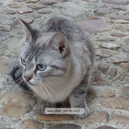 Photo 1/1 Chat trouvé Trouvé à Perigueux