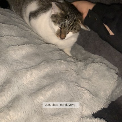 Photo de chat perdu à Osny