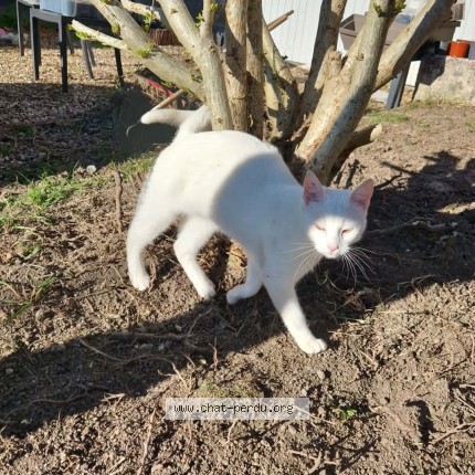 Photo de chat perdu à Lye