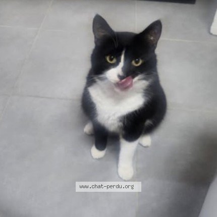 Photo 1/1 Figaro Chat perdu à La motte