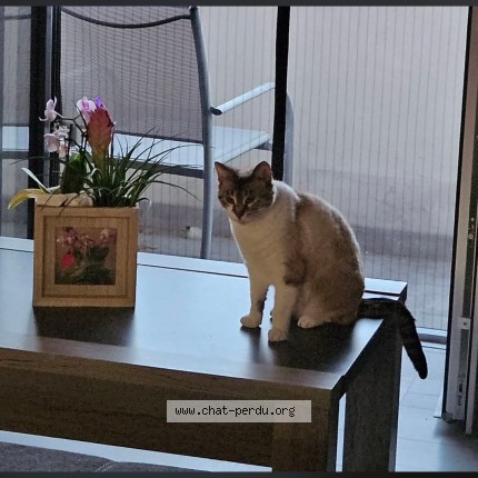 Photo de chat perdu à Nelling