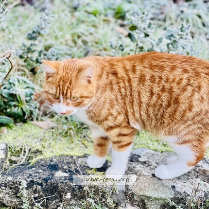Photo 1/1 Roudoudou Chat perdu à La turballe