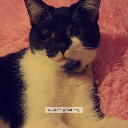 Photo de chat perdu à Coquelles