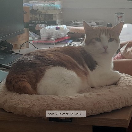 Photo de chat perdu à Besancon