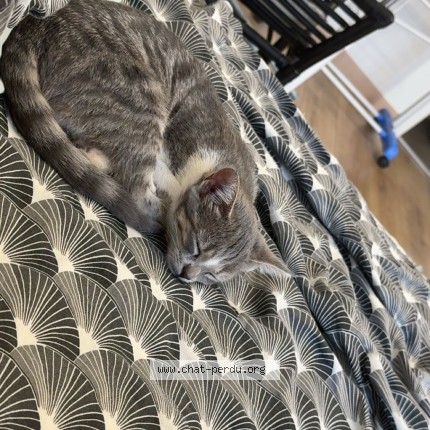 Photo de chat perdu à Roanne