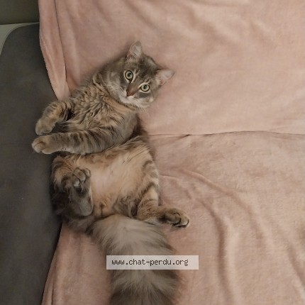 Photo de chat perdu à Brem Sur Mer