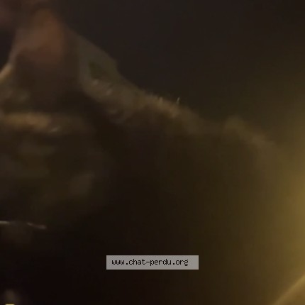 Photo 1/1 Martinito Chat perdu à Cap d ail